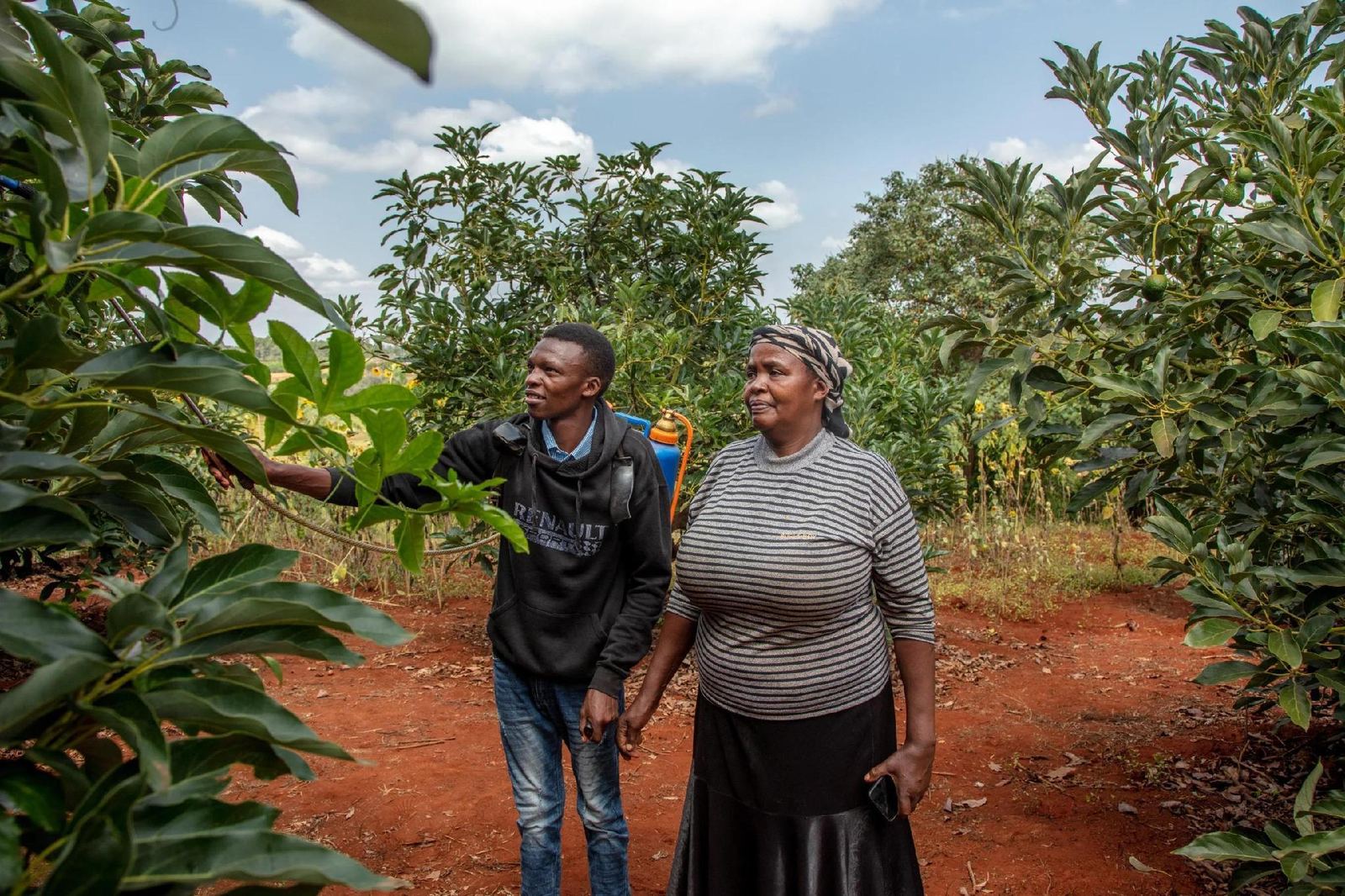 Avogrow agronomist visiting a farmer's avocado orchard with a spray pump, red soil underfoot