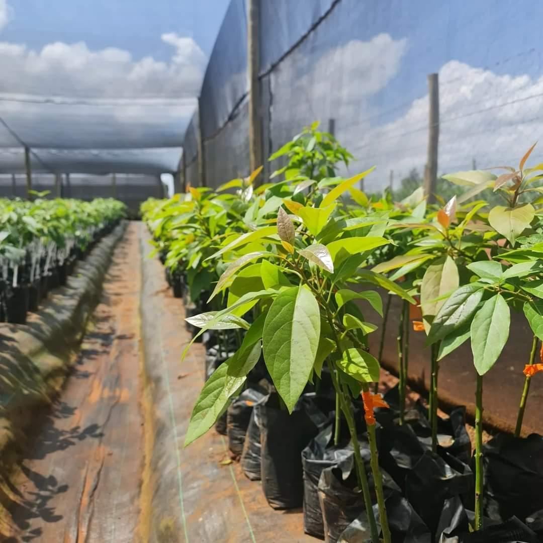 Rows of avocado seedlings growing under shade netting in the nursery